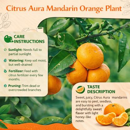 Citrus Aura Mandarin Orange Grafted Healthy Fruit Plant