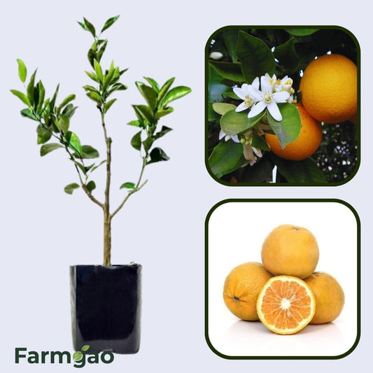 Citrus Aura Sweet Orange Grafted Healthy Fruit Plant