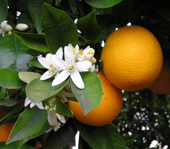 Citrus Aura Sweet Orange Grafted Healthy Fruit Plant