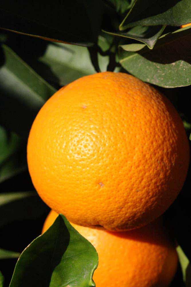 Citrus Aura Sweet Orange Grafted Healthy Fruit Plant