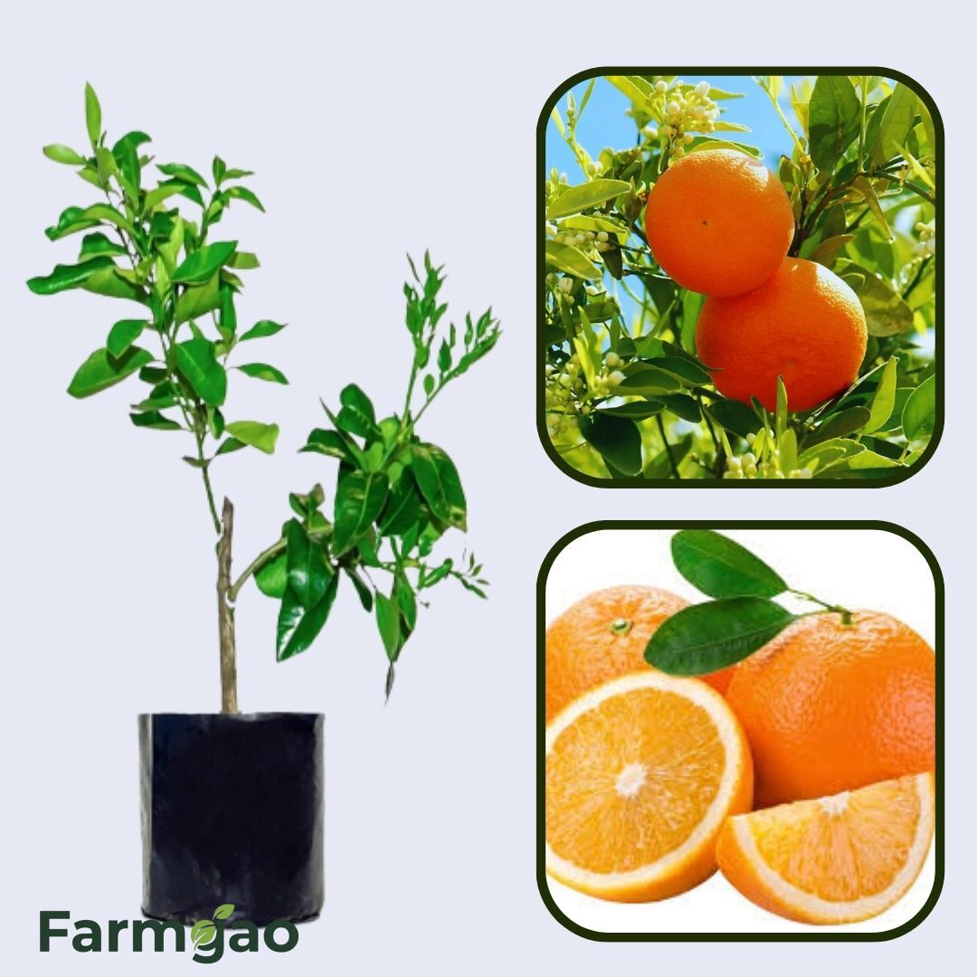 Citrus Aurora Sweet Orange Grafted Healthy Fruit Plant
