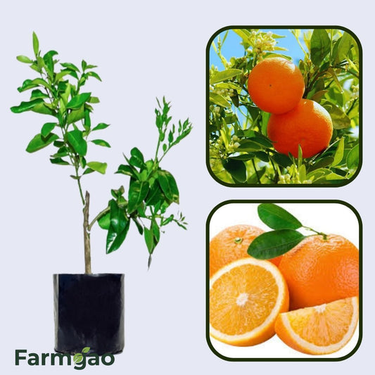 Citrus Aurora Sweet Orange Grafted Healthy Fruit Plant