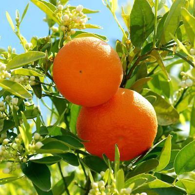 Citrus Aurora Sweet Orange Grafted Healthy Fruit Plant