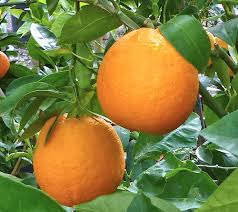 Citrus Aurora Sweet Orange Grafted Healthy Fruit Plant