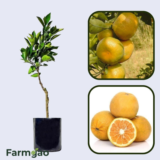 Citrus Bloom Sweet Orange Grafted Healthy Fruit Plant
