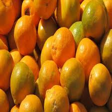 Citrus Bloom Sweet Orange Grafted Healthy Fruit Plant