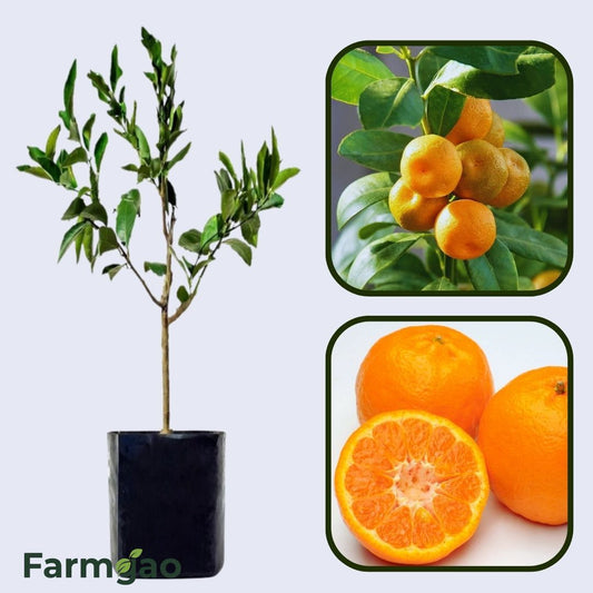 Citrus Blossom Gold Orange Grafted Healthy Fruit Plant