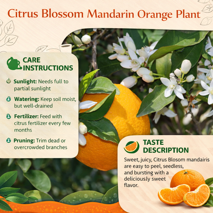 Citrus Blossom Mandarin Orange Grafted Healthy Fruit Plant