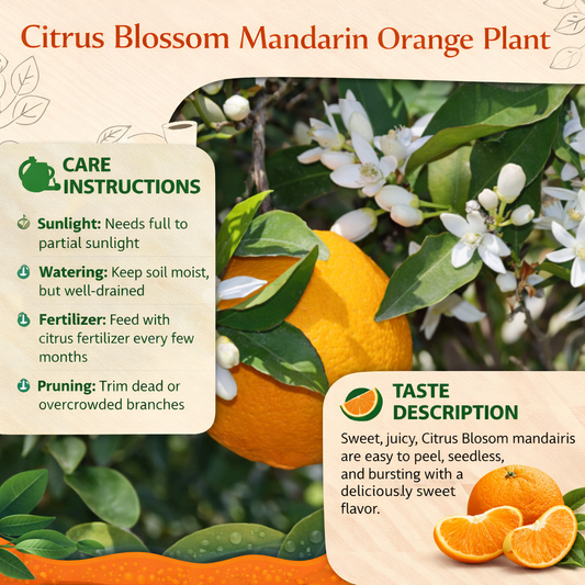 Citrus Blossom Mandarin Orange Grafted Healthy Fruit Plant