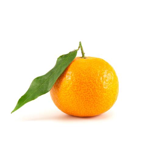 Citrus Blossom Mandarin Orange Grafted Healthy Fruit Plant
