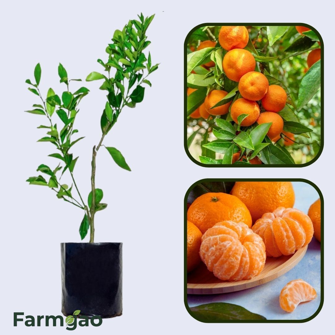 Citrus Blossom Sweet Orange Grafted Healthy Fruit Plant