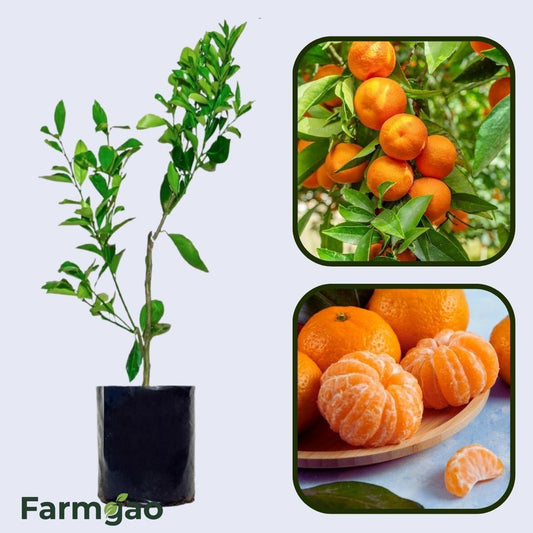 Citrus Blossom Sweet Orange Grafted Healthy Fruit Plant