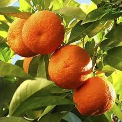 Citrus Blossom Sweet Orange Grafted Healthy Fruit Plant