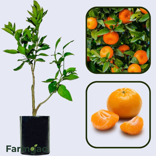 Citrus Charm Orange Grafted Healthy Fruit Plant