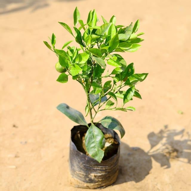 Citrus Charm Orange Grafted Healthy Fruit Plant