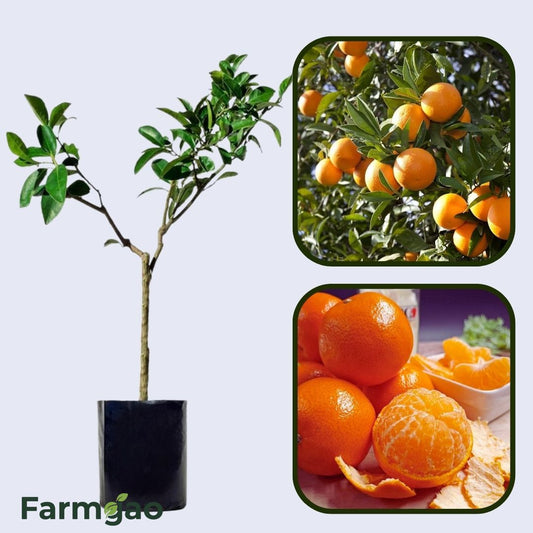 Citrus Classic Gold Orange Grafted Healthy Fruit Plant
