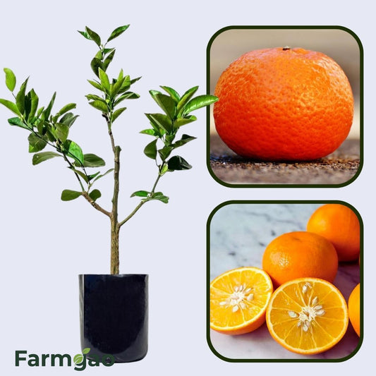 Citrus Classic Mandarin Orange Grafted Healthy Fruit Plant