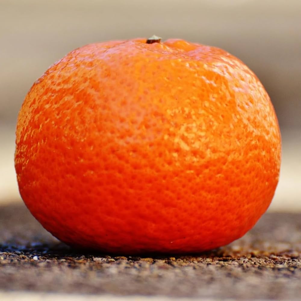 Citrus Classic Mandarin Orange Grafted Healthy Fruit Plant