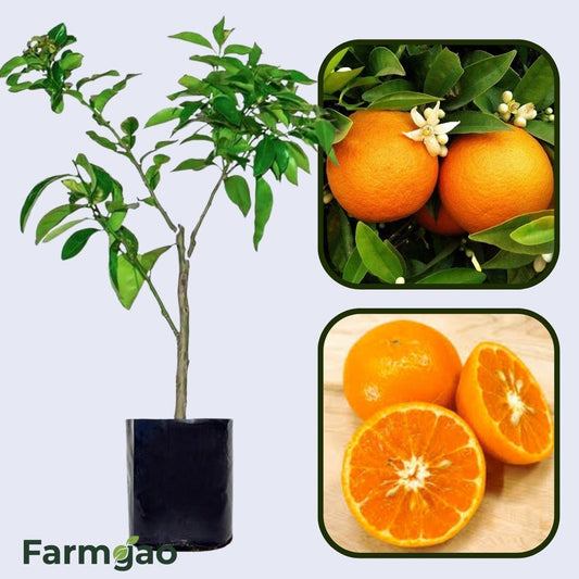 Citrus Classic Sweet Orange Grafted Healthy Fruit Plant