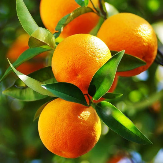 Citrus Classic Sweet Orange Grafted Healthy Fruit Plant