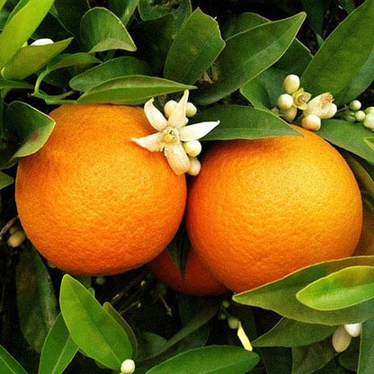Citrus Crown Gold Orange Grafted Healthy Fruit Plant