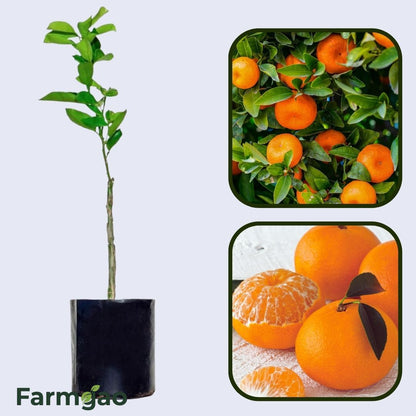 Citrus Crown Elite Gold Orange Grafted Healthy Fruit Plant