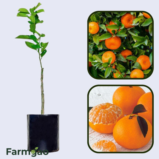 Citrus Crown Elite Gold Orange Grafted Healthy Fruit Plant