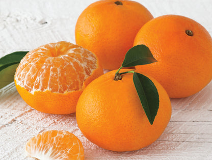Citrus Crown Elite Gold Orange Grafted Healthy Fruit Plant