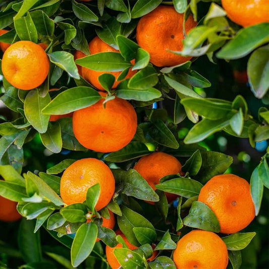 Citrus Crown Elite Gold Orange Grafted Healthy Fruit Plant