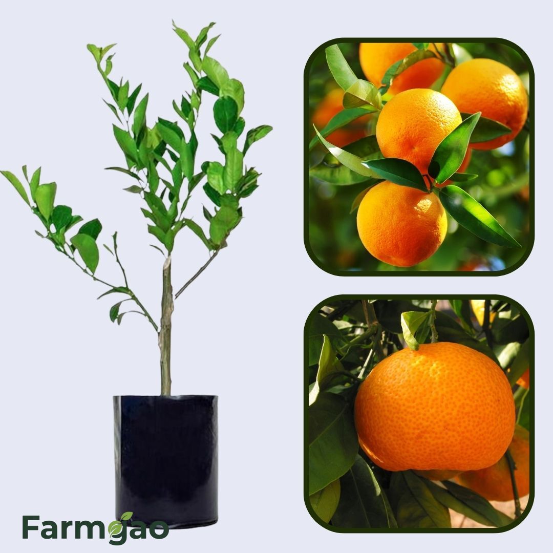 Citrus Crown Gold Orange Grafted Healthy Fruit Plant