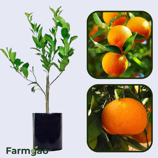 Citrus Crown Gold Orange Grafted Healthy Fruit Plant