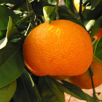Citrus Crown Gold Orange Grafted Healthy Fruit Plant