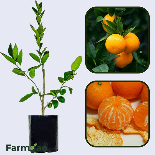Citrus Crown Prime Orange Grafted Healthy Fruit Plant