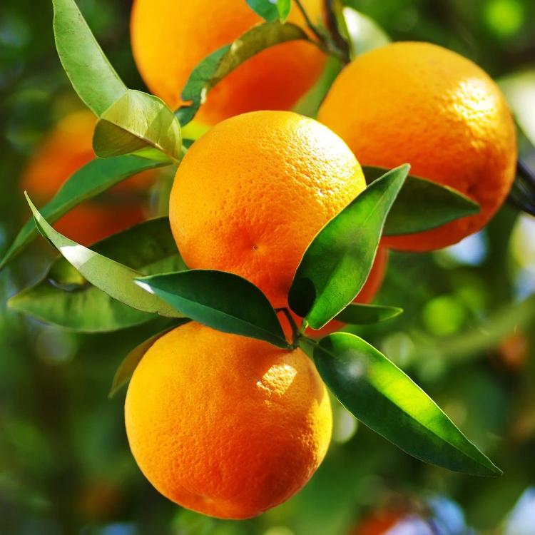 Citrus Crown Prime Orange Grafted Healthy Fruit Plant