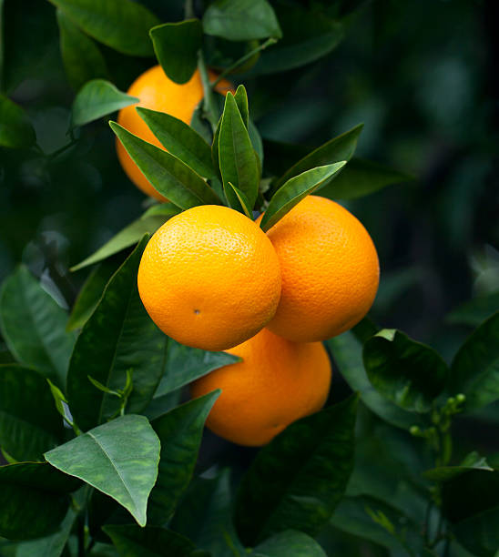 Citrus Crown Prime Orange Grafted Healthy Fruit Plant
