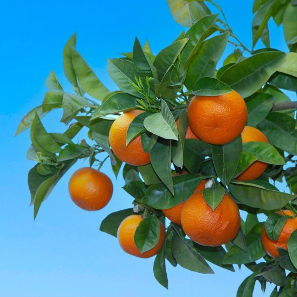 Citrus Crown Sweet Orange Grafted Healthy Fruit Plant