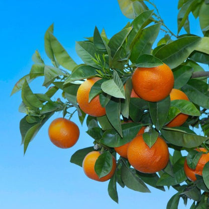 Citrus Crown Sweet Orange Grafted Healthy Fruit Plant