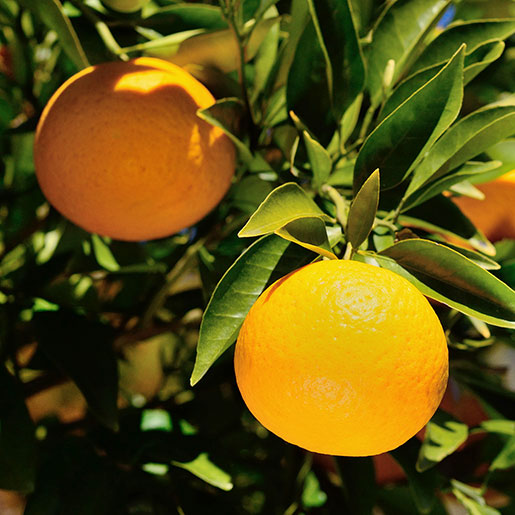 Citrus Crown Sweet Orange Grafted Healthy Fruit Plant