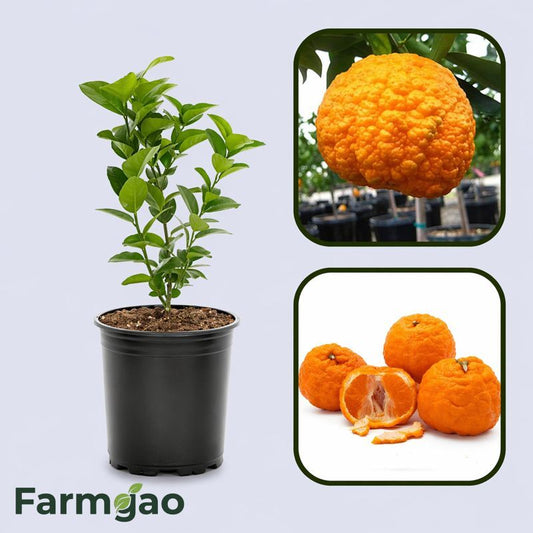 Citrus Delight Gold Orange Grafted Healthy Fruit Plant