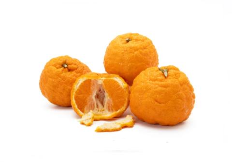 Citrus Delight Gold Orange Grafted Healthy Fruit Plant