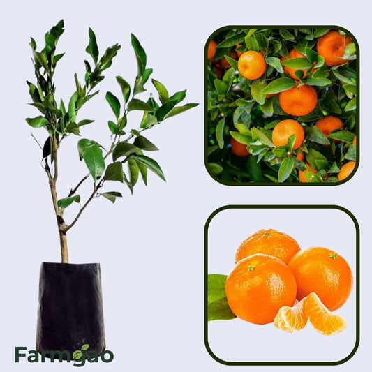 Citrus Delight Mandarin Orange Grafted Healthy Fruit Plant