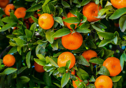 Citrus Delight Mandarin Orange Grafted Healthy Fruit Plant