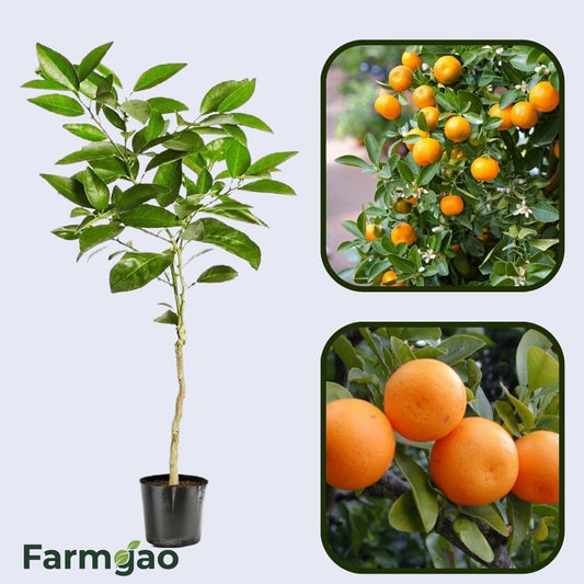 Citrus Delight Sweet Orange Grafted Healthy Fruit Plant