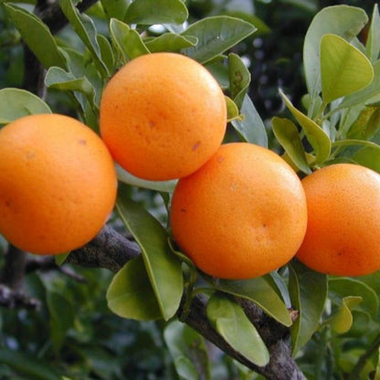 Citrus Delight Sweet Orange Grafted Healthy Fruit Plant
