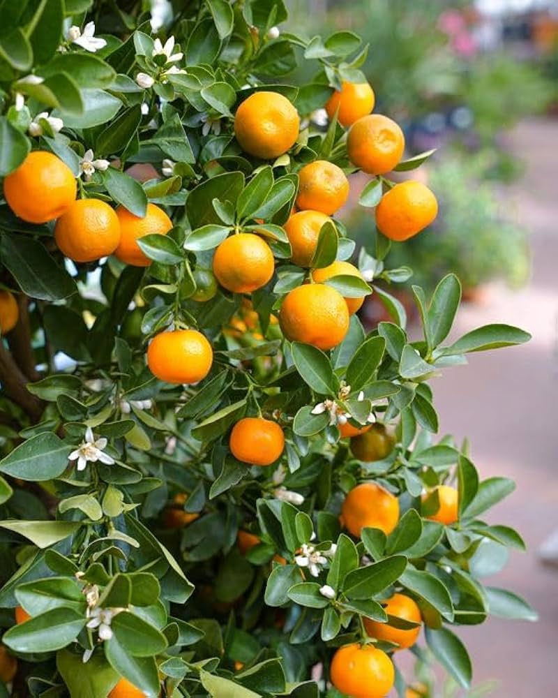 Citrus Delight Sweet Orange Grafted Healthy Fruit Plant