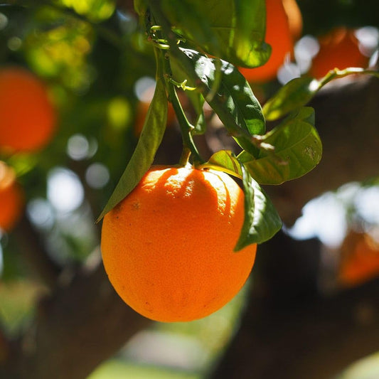 Citrus Delight Sweet Orange Grafted Healthy Fruit Plant