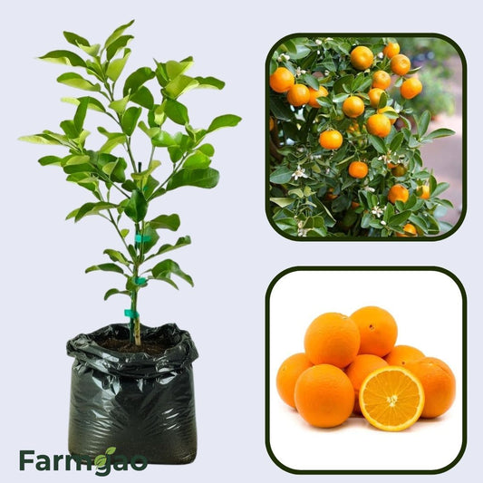 Citrus Elite Sweet Orange Grafted Healthy Fruit Plant