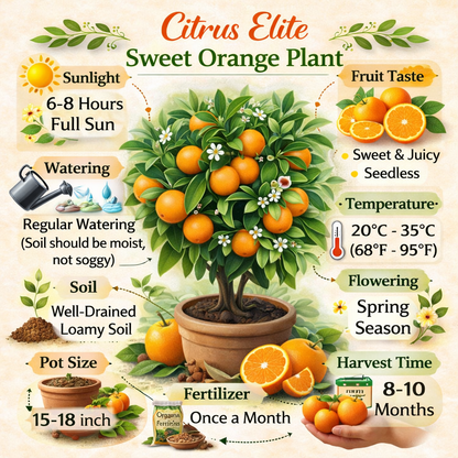 Citrus Elite Sweet Orange Grafted Healthy Fruit Plant