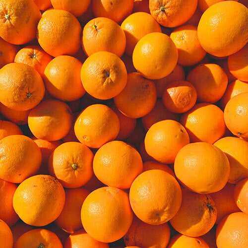 Citrus Elite Sweet Orange Grafted Healthy Fruit Plant