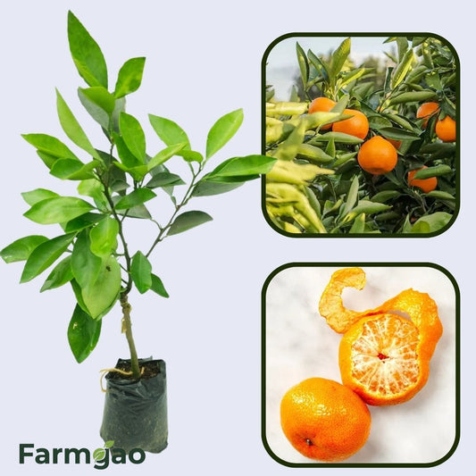 Citrus Estate Elite Orange Grafted Healthy Fruit Plant
